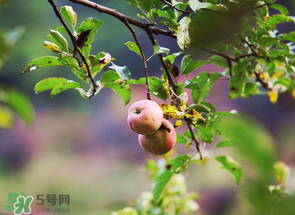 野蘋果可以泡酒嗎？野蘋果泡酒有什么功效？