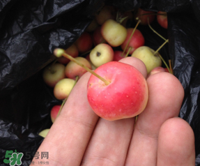 野蘋果的營養(yǎng)價值 野蘋果的功效與作用 野蘋果的營養(yǎng)價值 野蘋果的功效與作用