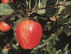 野蘋果多少錢一斤？野蘋果價格