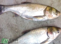 吃鰱魚(yú)可以暖胃嗎?鰱魚(yú)怎么吃最暖胃? 吃鰱魚(yú)可以暖胃嗎?鰱魚(yú)怎么吃最暖胃?