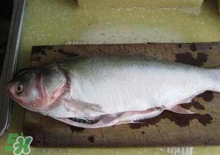 吃鰱魚(yú)可以暖胃嗎?鰱魚(yú)怎么吃最暖胃? 吃鰱魚(yú)可以暖胃嗎?鰱魚(yú)怎么吃最暖胃?