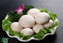 口蘑是什么東西?口蘑怎么做好吃 口蘑是什么東西?口蘑怎么做好吃