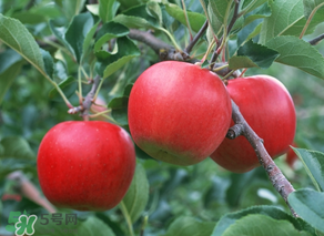 野蘋果多少錢一斤？野蘋果價格