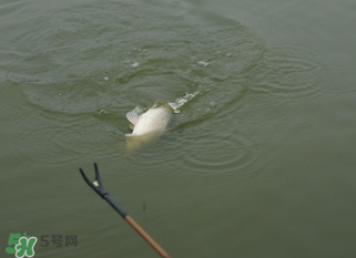 立春能釣魚嗎？立春好釣魚嗎？