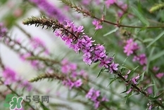 益母草煮雞蛋什么時(shí)候吃最好?益母草煮雞蛋是月經(jīng)前吃嗎? 益母草煮雞蛋什么時(shí)候吃最好?益母草煮雞蛋是月經(jīng)前吃嗎?