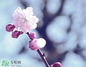 立春吃什么蔬菜？立春時令蔬菜推薦