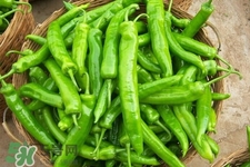 尖椒可以天天吃嗎？尖椒吃多了好嗎？