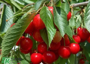 車?yán)遄邮裁醇竟?jié)吃？車?yán)遄邮鞘裁醇竟?jié)的水果？