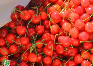 車?yán)遄邮裁醇竟?jié)吃？車?yán)遄邮鞘裁醇竟?jié)的水果？