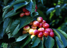 車?yán)遄硬恍迈r了怎么辦？車?yán)遄硬恍迈r能吃嗎？