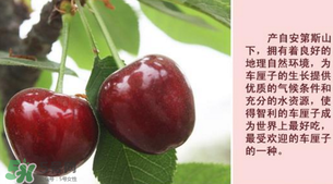 新鮮車厘子怎么保存？新鮮車厘子能保存多久？