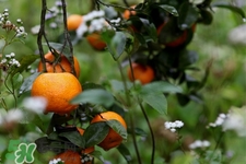 沙糖桔的熱量高嗎？一個沙糖桔的熱量是多少？