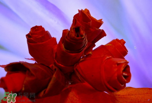 情人節(jié)送什么顏色的玫瑰花好？情人節(jié)送幾朵玫瑰花好？