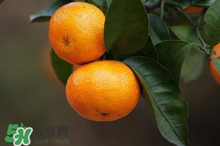 蜜桔的營養(yǎng)價值 蜜桔的功效與作用 蜜桔的營養(yǎng)價值 蜜桔的功效與作用