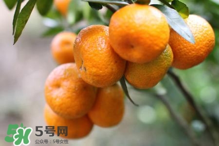 如何挑選蜜桔？蜜桔怎么挑選？