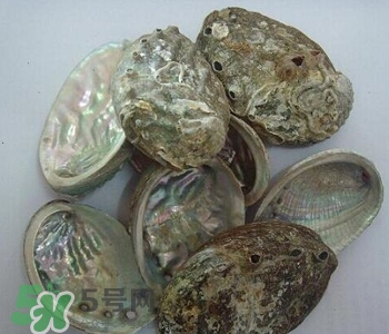 石決明的功效與作用 石決明有什么功效 石決明的功效與作用 石決明有什么功效