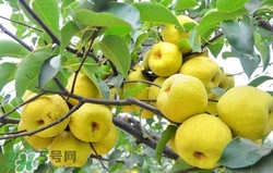 冬天吃梨子太冰怎么辦？冬天怎么吃梨子不冰？