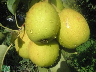 香梨表面的蠟怎么去除？如何去除香梨表面的蠟？