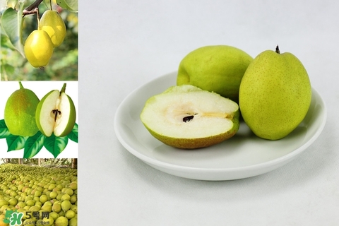黃香梨好吃還是綠香梨？香梨什么樣的好？