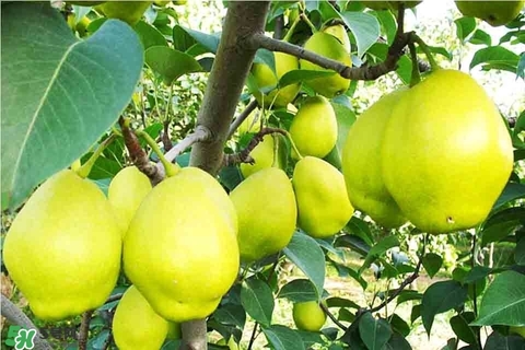 黃香梨好吃還是綠香梨？香梨什么樣的好？