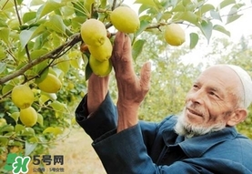 香梨吃多了會怎樣？香梨一天可以吃幾個？