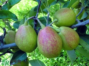 香梨吃多了會怎樣？香梨一天可以吃幾個？