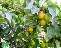 黃香梨好吃還是綠香梨？香梨什么樣的好？