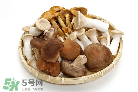 懷孕杏鮑菇可以吃嗎?孕婦吃杏鮑菇好嗎 懷孕杏鮑菇可以吃嗎?孕婦吃杏鮑菇好嗎