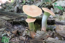 懷孕杏鮑菇可以吃嗎?孕婦吃杏鮑菇好嗎 懷孕杏鮑菇可以吃嗎?孕婦吃杏鮑菇好嗎