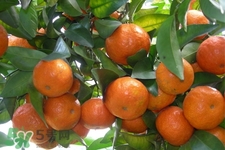 橘子變綠能不能吃？橘子變綠了還可以吃嗎？