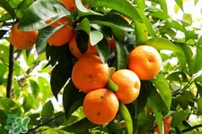 橘子能用溫水泡嗎？用溫水泡橘子會變甜嗎？