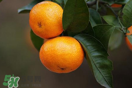 橘子能用溫水泡嗎？用溫水泡橘子會變甜嗎？