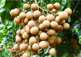 桂圓皮長(zhǎng)霉了能吃嗎？桂圓皮發(fā)霉了里面可以吃嗎？