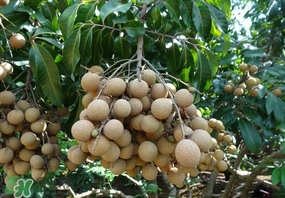 龍眼可以放冰箱嗎？龍眼可以放冰箱怎么保存？