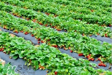 摘草莓是什么季節(jié)？幾月份可以摘草莓？