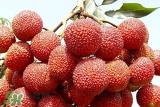 吃荔枝會(huì)過(guò)敏嗎？吃荔枝過(guò)敏怎么辦？