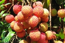 新鮮荔枝怎么保存？新鮮荔枝的儲(chǔ)存方法