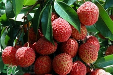 孕婦可以吃荔枝嗎？懷孕了能吃荔枝嗎？