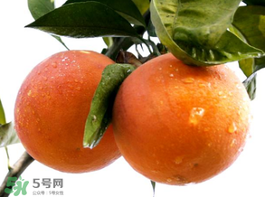 血橙為什么沒有血絲？血橙為什么不紅？