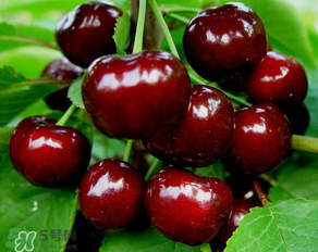 美早和大紅燈哪個(gè)好吃？美早和大紅燈的區(qū)別