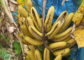 香蕉自己裂開是什么原因？香蕉裂開能吃嗎？