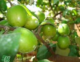 青棗是熱性還是涼性？青棗是涼性的嗎？