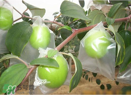 青棗是熱性還是涼性？青棗是涼性的嗎？