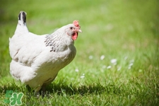 禽流感高溫能殺死嗎？禽流感多少度可以殺死？