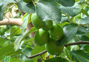 女人吃青棗好嗎？女人吃青棗的好處