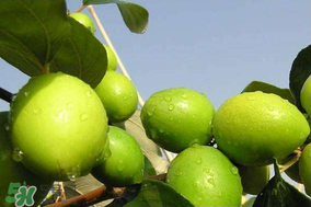 青棗是哪里產(chǎn)的？青棗產(chǎn)地在什么地方？