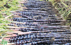 甘蔗要洗嗎？吃甘蔗時要用鹽水洗嗎？