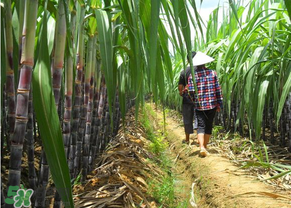 甘蔗發(fā)黑能吃嗎？甘蔗發(fā)黑是怎么回事？