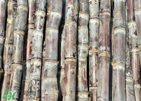 甘蔗發(fā)紅切掉可以吃嗎？甘蔗發(fā)紅切掉能吃嗎？