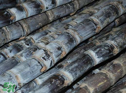 吃甘蔗拉肚子怎么回事？吃甘蔗拉肚子怎么辦？